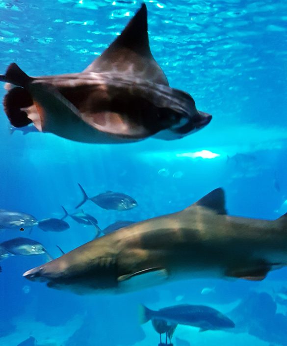 The main tank at Lisbon Oceanarium - Things to Do in Lisbon, Portgual, travel blog by BeckyBecky Blogs