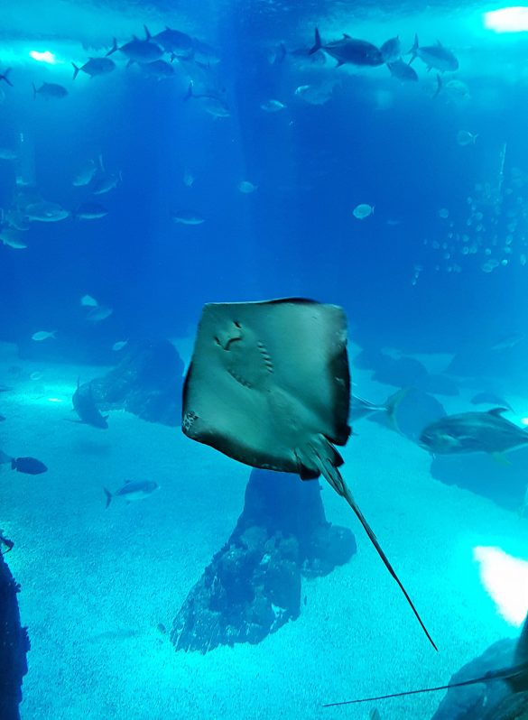 A friendly flatfish in the main tank at Lisbon Oceanarium - Things to Do in Lisbon, Portgual, travel blog by BeckyBecky Blogs