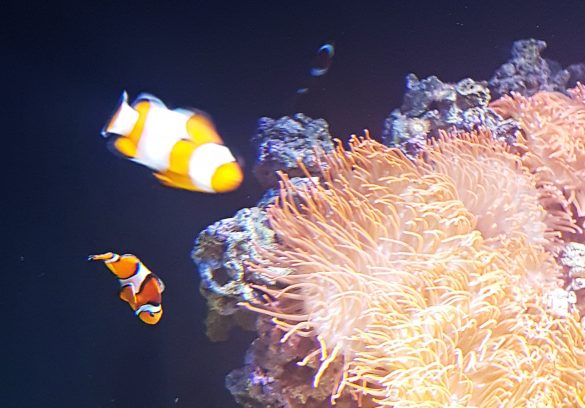 Nemo and his dad at Lisbon Oceanarium - Things to Do in Lisbon, Portgual, travel blog by BeckyBecky Blogs