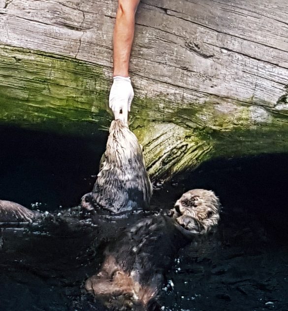 Otter feeding time at Lisbon Oceanarium - Things to Do in Lisbon, Portgual, travel blog by BeckyBecky Blogs
