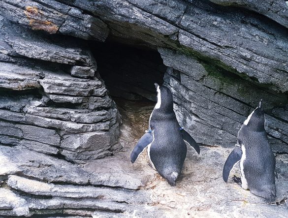 Penguins staring at nothing at Lisbon Oceanarium - Things to Do in Lisbon, Portgual, travel blog by BeckyBecky Blogs