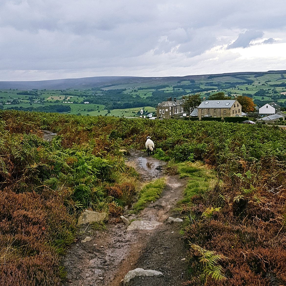 A sheep on Ilkley Moor - September Monthly Recap by BeckyBecky Blogs